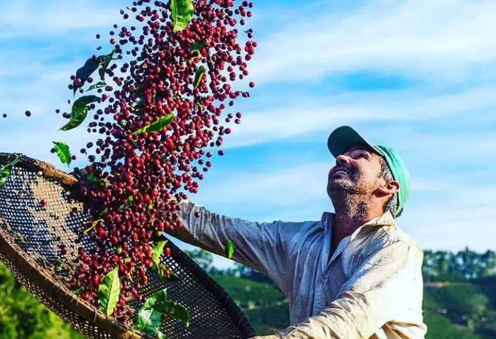 Cafeicultores do Caparaó conquistam prêmios e valorizam IG do Café