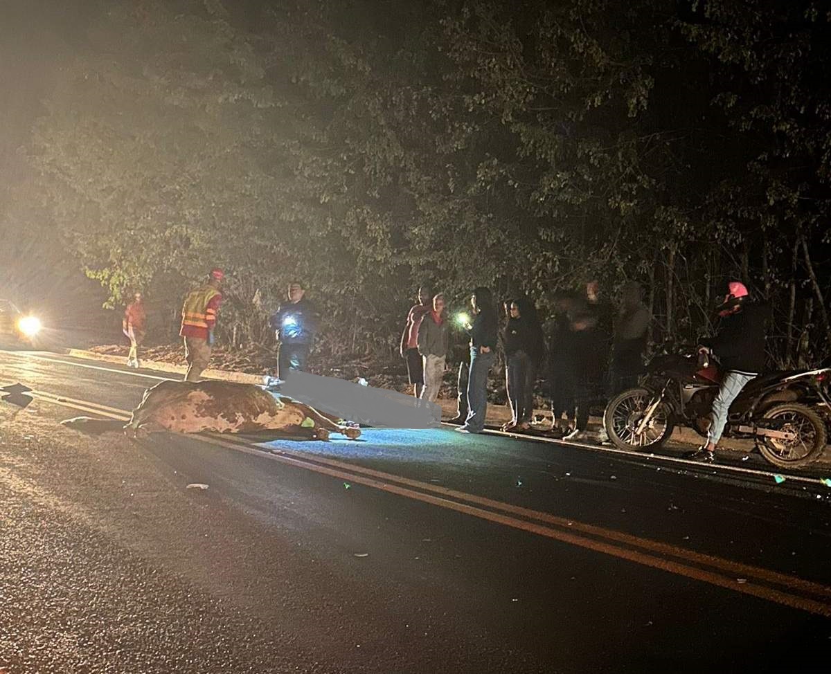 Motociclista bate em vaca na rodovia e perde a vida aos 20 anos